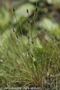 Eleocharis acicularis – bahnička jehlovitá
