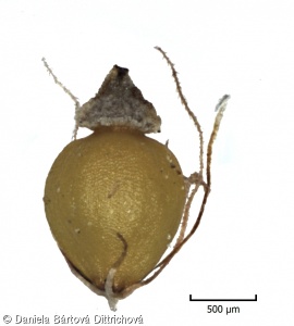 Eleocharis palustris subsp. palustris – bahnička mokřadní pravá