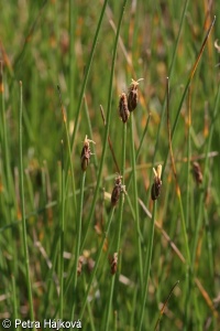 Eleocharis quinqueflora – bahnička chudokvětá