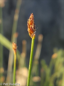 Eleocharis palustris aggr.