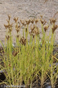 Eleusine coracana subsp. coracana – kalužnice křivoklasá pravá