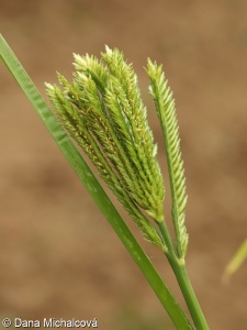 Eleusine coracana subsp. coracana – kalužnice křivoklasá pravá