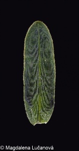 Elodea canadensis &ndash; vodní mor kanadský