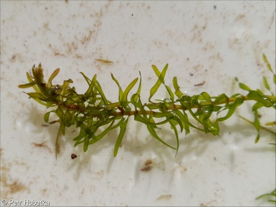 Elodea nuttallii