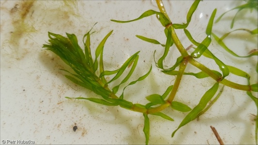 Elodea nuttallii