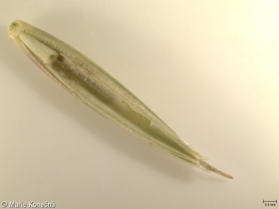 Elymus repens subsp. repens – pýr plazivý pravý