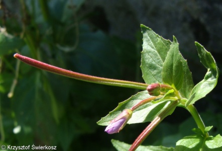 Epilobium alsinifolium – vrbovka žabincolistá