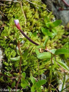 Epilobium anagallidifolium – vrbovka drchničkolistá