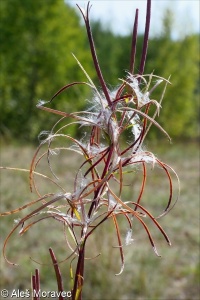 Epilobium dodonaei &ndash; vrbovka rozmarýnolistá, vrbka rozmarýnolistá