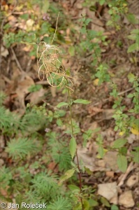 Epilobium lanceolatum &ndash; vrbovka kopinatá