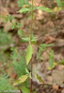 Epilobium lanceolatum &ndash; vrbovka kopinatá