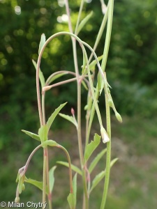 Epilobium lanceolatum &ndash; vrbovka kopinatá