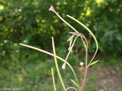 Epilobium lanceolatum &ndash; vrbovka kopinatá