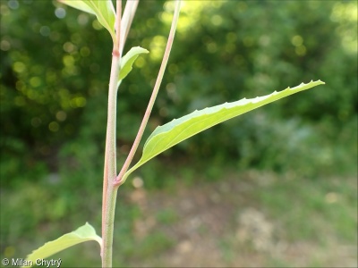 Epilobium lanceolatum &ndash; vrbovka kopinatá
