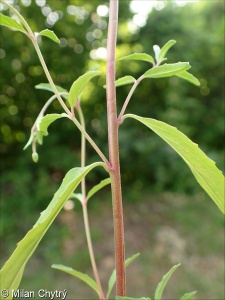 Epilobium lanceolatum &ndash; vrbovka kopinatá