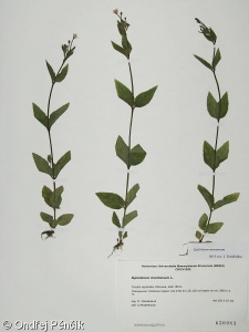 Epilobium montanum