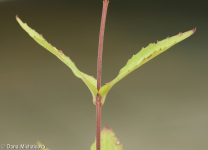 Epilobium montanum – vrbovka horská
