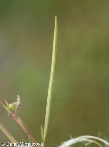 Epilobium montanum – vrbovka horská