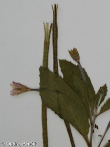 Epilobium roseum