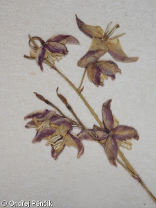 Epimedium alpinum – škornice alpská