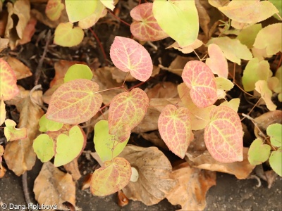 Epimedium x versicolor