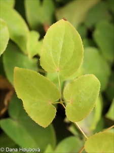 Epimedium x versicolor