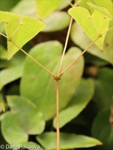 Epimedium x versicolor