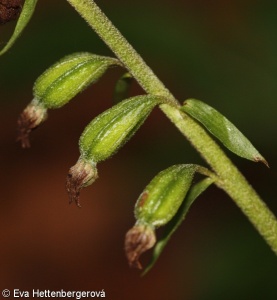 Epipactis microphylla – kruštík drobnolistý