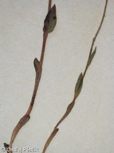 Epipactis microphylla – kruštík drobnolistý