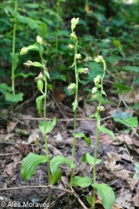 Epipactis moravica &ndash; kruštík moravský