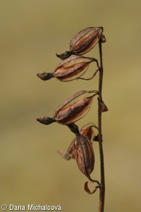 Epipactis palustris – kruštík bahenní
