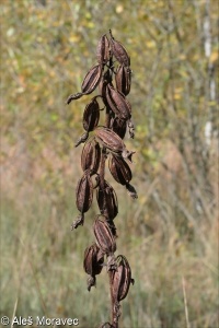 Epipactis palustris – kruštík bahenní