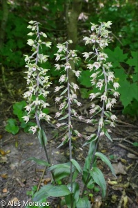 Epipactis purpurata &ndash; kruštík modrofialový