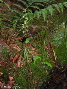 Epipactis ×breinerorum – kruštík Greuterův × k. širolistý