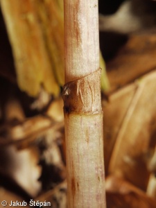 Epipogium aphyllum – sklenobýl bezlistý