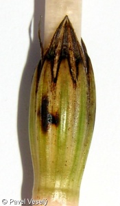 Equisetum arvense subsp. arvense – přeslička rolní pravá