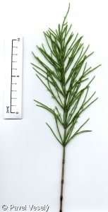 Equisetum arvense subsp. arvense – přeslička rolní pravá