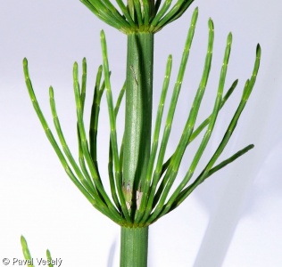 Equisetum fluviatile – přeslička poříční