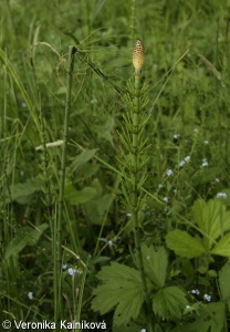 Equisetum fluviatile – přeslička poříční