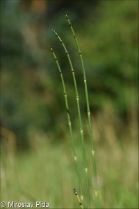 Equisetum hyemale – přeslička zimní
