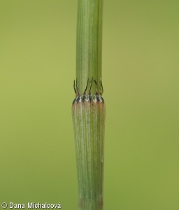 Equisetum ramosissimum – přeslička větevnatá