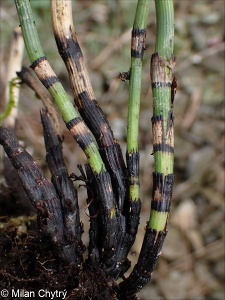 Equisetum ramosissimum – přeslička větevnatá