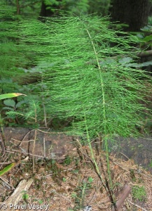Equisetum sylvaticum – přeslička lesní
