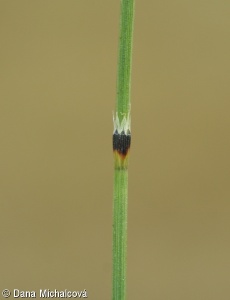 Equisetum variegatum – přeslička různobarvá