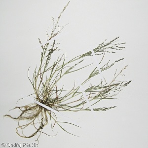 Eragrostis albensis – milička polabská