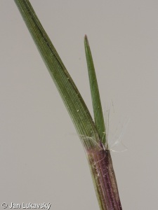Eragrostis pilosa agg. – okruh miličky chlupaté
