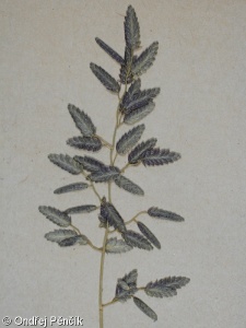 Eragrostis cilianensis – milička velkokvětá