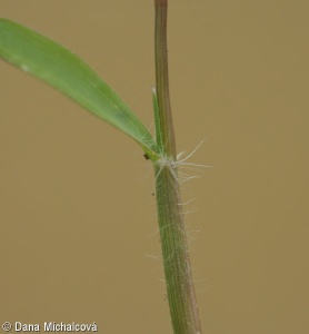 Eragrostis minor – milička menší