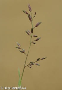 Eragrostis minor – milička menší