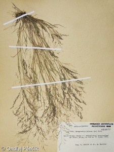 Eragrostis pilosa – milička chlupatá
